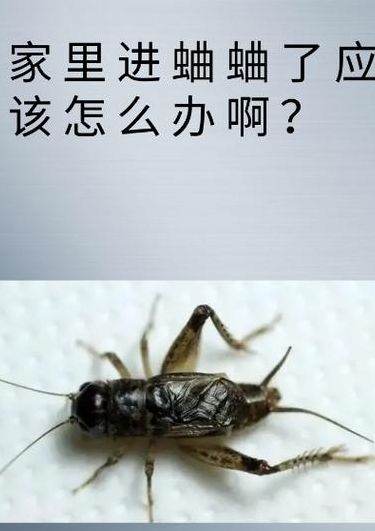 屋子里有蛐蛐怎么驱赶（屋里有蛐蛐有什么办法可以消除）