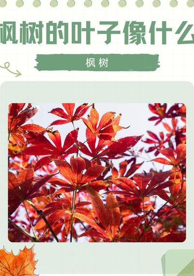 枫树的叶子像什么（枫树的叶子像什么答案）