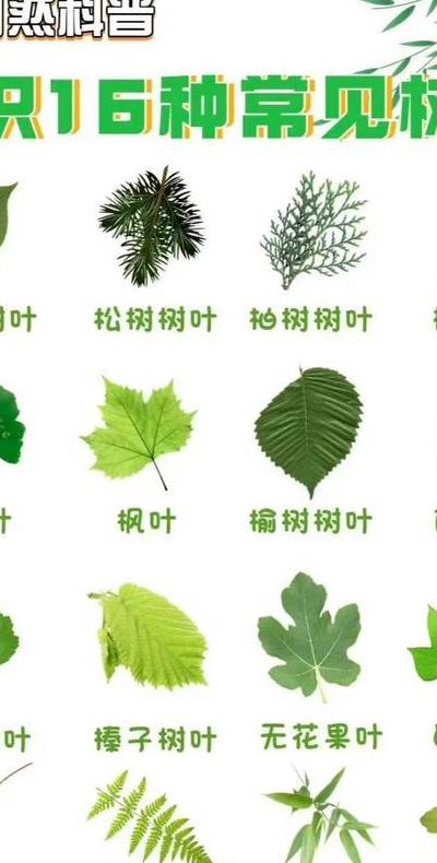 什么叶子填动词（什么叶子填动词最好）