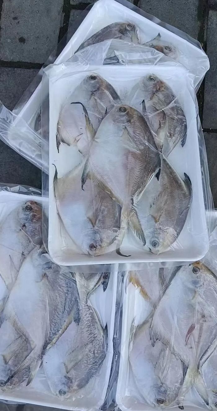鲳鱼多少钱一斤（鲳鱼多少钱一斤现在价格）