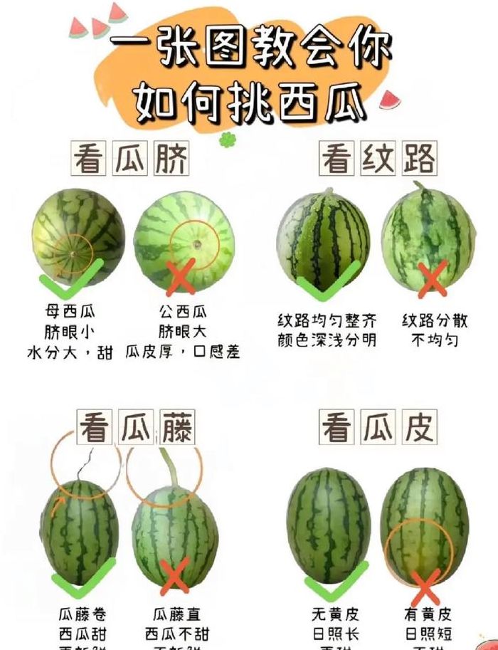 挑西瓜的窍门（挑西瓜的窍门儿是什么）