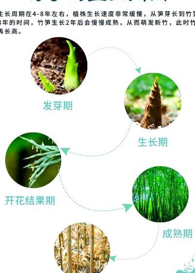竹子是树还是草（竹子是树还是草教案）