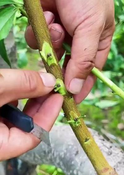 桃树能嫁接什么树（嫁接桃树方法）