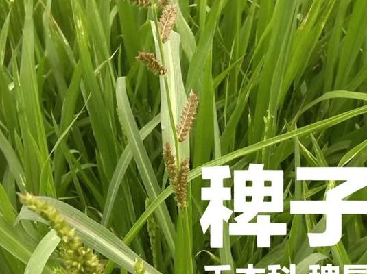 枏是什么意思（粺是什么意思）