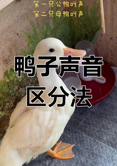 鸭子的叫声是什么声音（鸭子的叫声是怎么样）