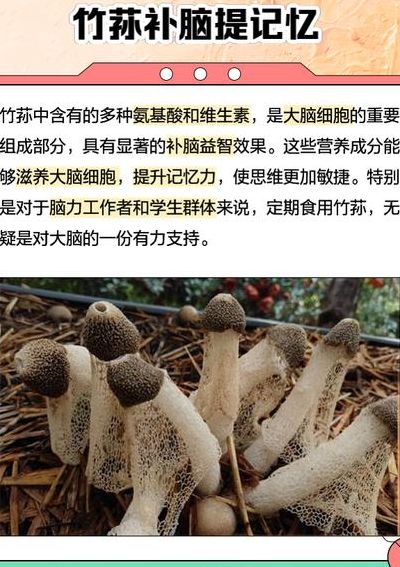 竹荪是什么东西（竹荪是什么东西有什么作用与功效）