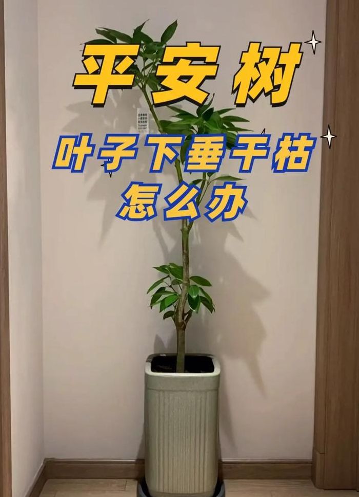 平安树叶子下垂怎么办（平安树叶子下垂怎么办视频）