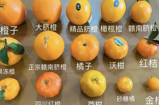 枳与橘的区别（橘与枳有何不同）
