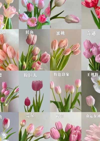 颜色有几种（郁金香颜色有几种）