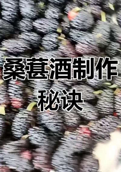 一斤桑葚泡几斤白酒（一斤桑葚泡几斤白酒放多少冰糖）
