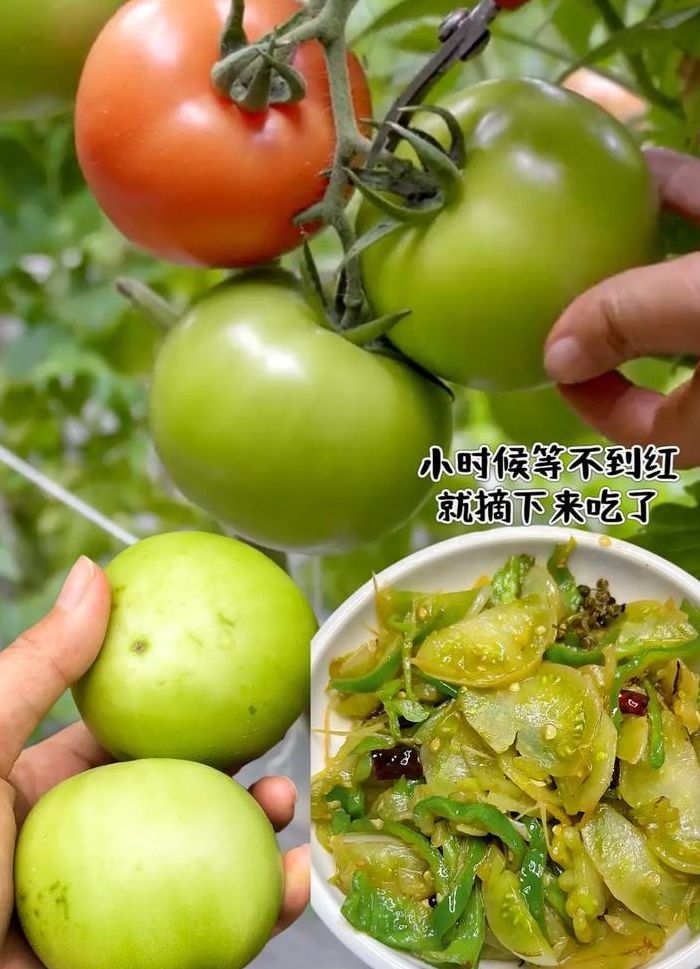 青番茄怎么炒好吃（青番茄怎么炒好吃窍门）