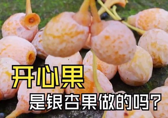 开心果是白果吗（开心果是白果树吗）