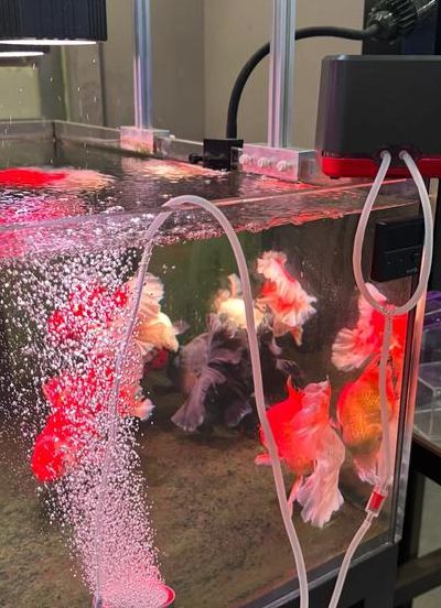 鱼缸氧气泵（鱼缸氧气泵需要一直开吗）