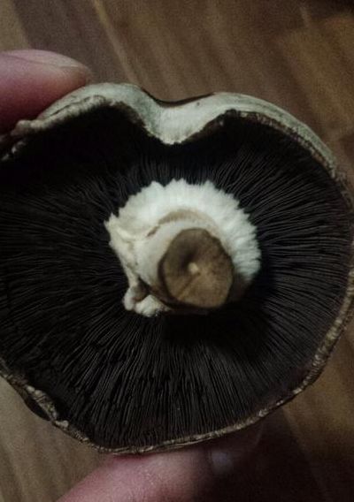 白蘑菇里面有一圈黑色（白蘑菇里面有一圈黑色的是什么）