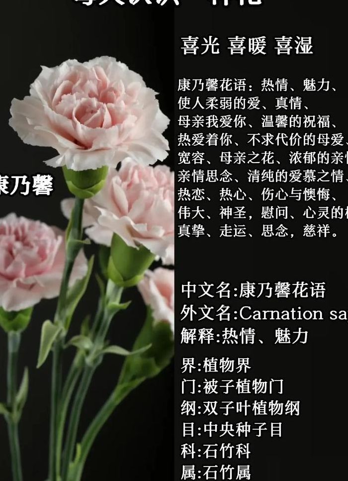 康乃馨话语（野马康乃馨花语）