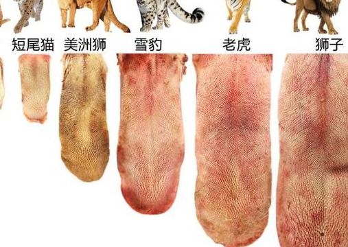 动物舌头的特点（动物舌头有什么用）