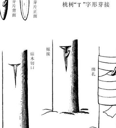 桃树嫁接技术图解（桃树嫁接有几种方法）