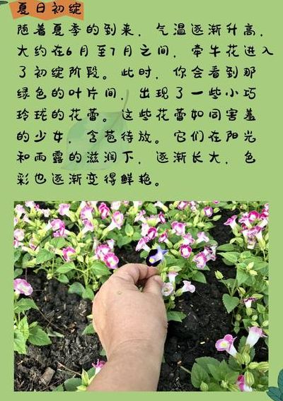 牵牛花什么时候开（牵牛花什么时候开花 几点钟）