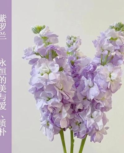 冬紫罗兰有什么功效（冬季紫罗兰怎么养）