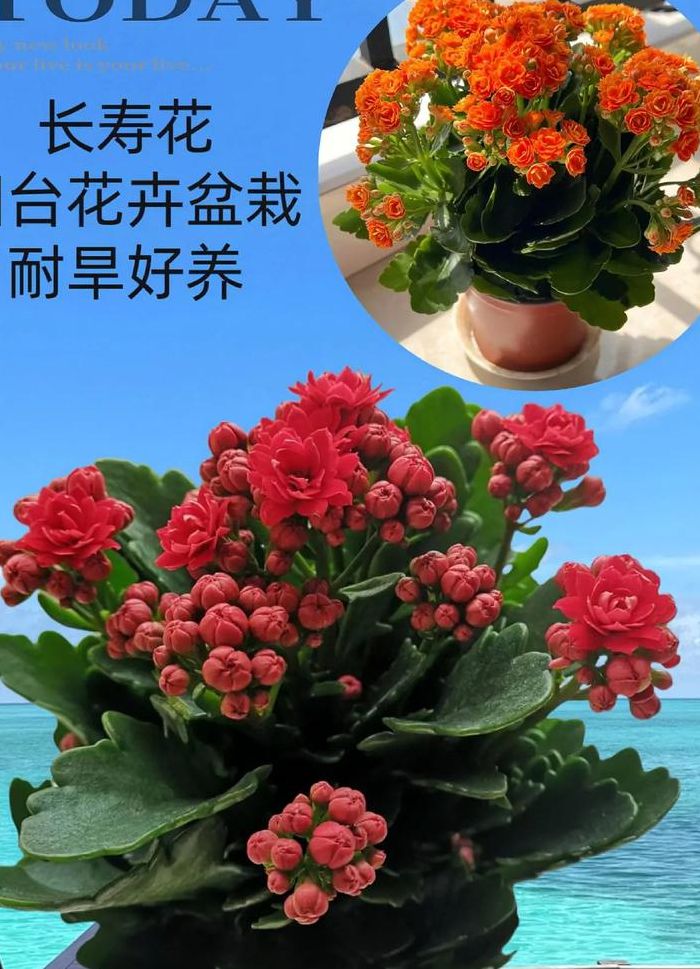 长寿花适合在室内养吗（长寿花适合在室内养吗有香味吗）