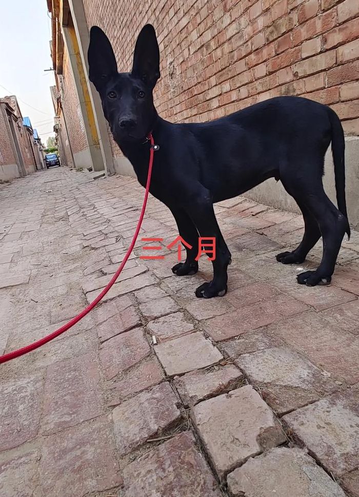 中华黑狼犬（中华黑狼犬怎么驯养）