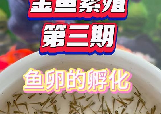 金鱼卵孵化要几天（金鱼卵孵化几天后可以算鱼苗）