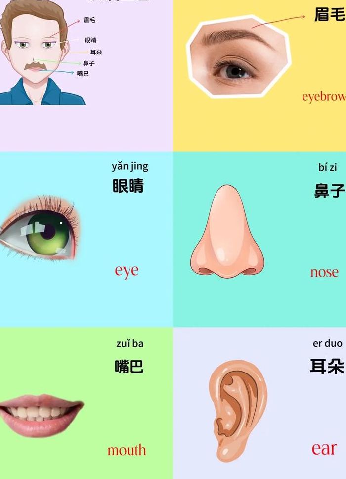 人的五官是哪五官（人的五官是哪五官图片）