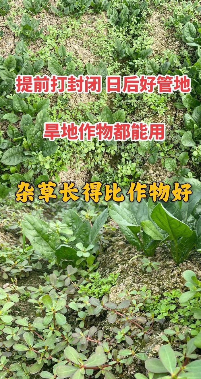 异丙甲草胺（异丙甲草胺封闭什么草）