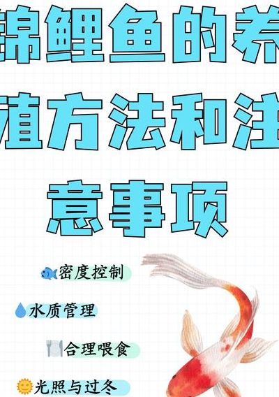 养锦鲤的注意事项（养锦鲤的讲究）