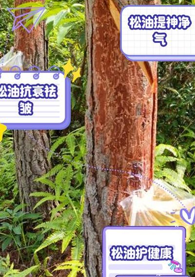 松树油怎么能洗掉（松树油怎样洗掉）