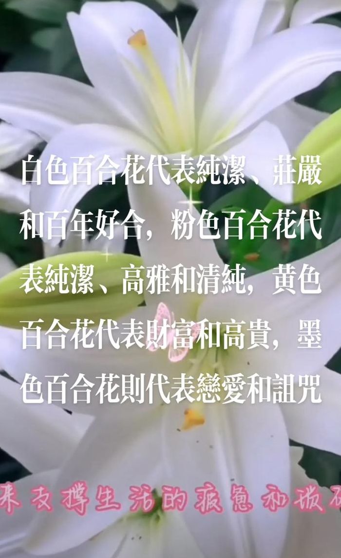 白百合花语（白玫瑰白百合花语）