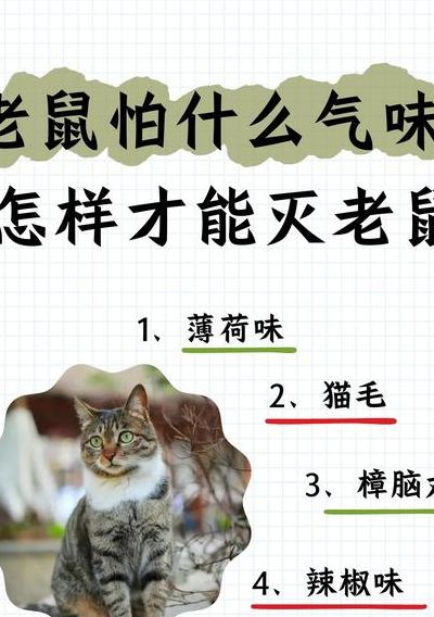 老鼠怕什么（老鼠怕什么气味怎么才能赶走）