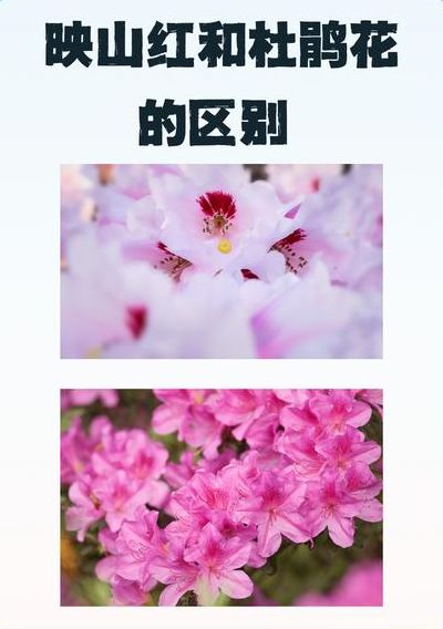杜鹃花和映山红的区别（杜鹃花和映山红是一种植物吗）