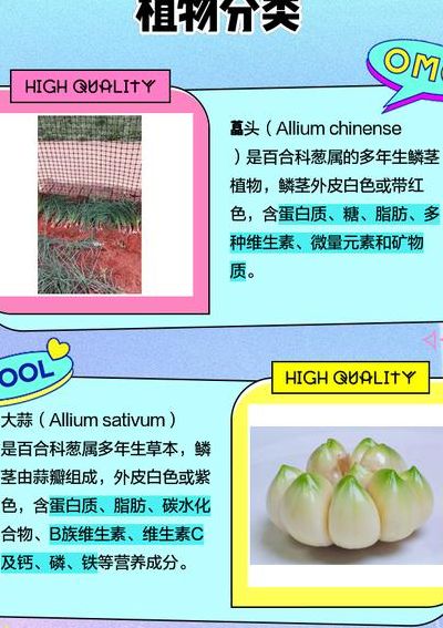 藠头和大蒜的区别（蕌头跟蒜头有什么区别）