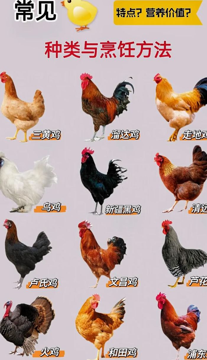 鸡属于什么动物（鸡属于什么动物吗）