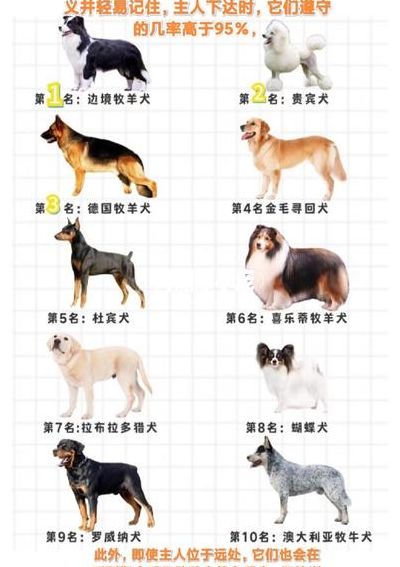 狗狗智商和体型对照表图（狗狗智商排名表图片）