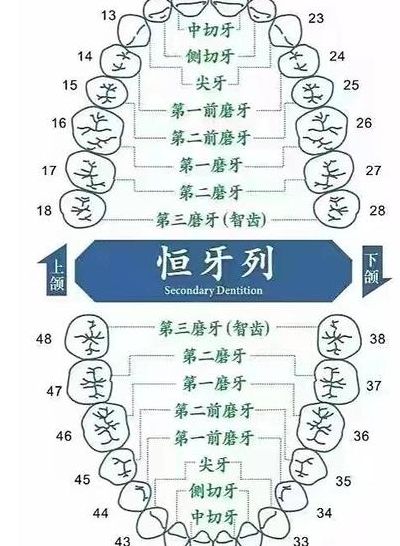 牙体长度对照表图示图（牙体形态图谱）
