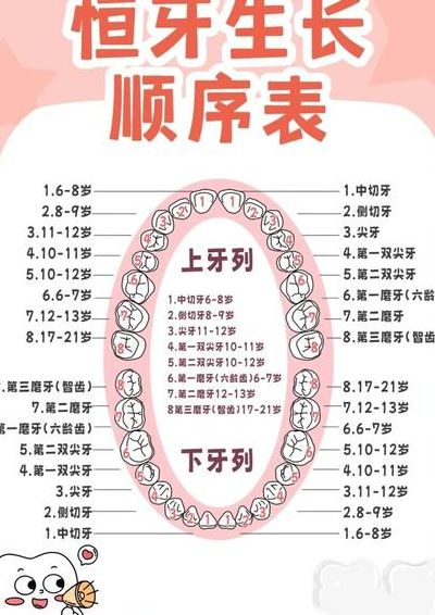 青少年牙齿长度对照表图（青少年多长牙齿是什么原因）