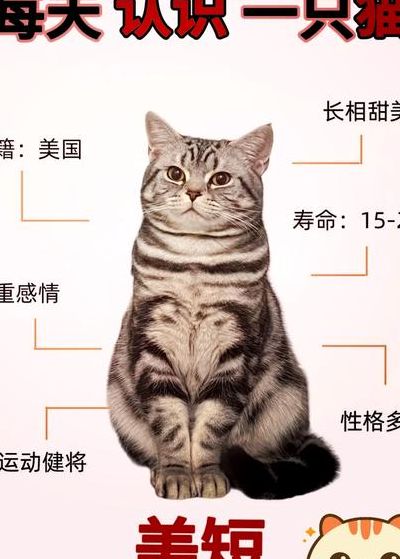 美短母猫年龄对照表图（美短母猫成年后有多重）