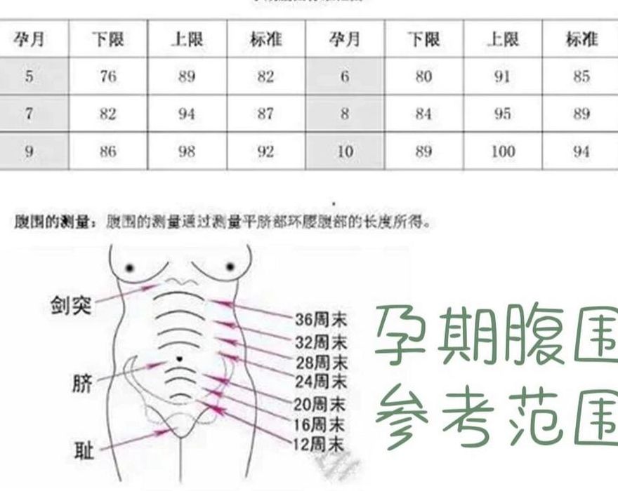 腹围增长对照表图（腹围长的快什么原因）