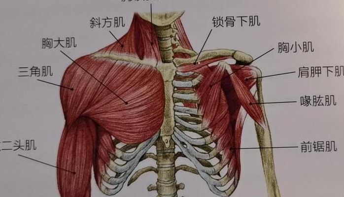 胸部肌肉对照表图男生（胸部肌肉构造图）