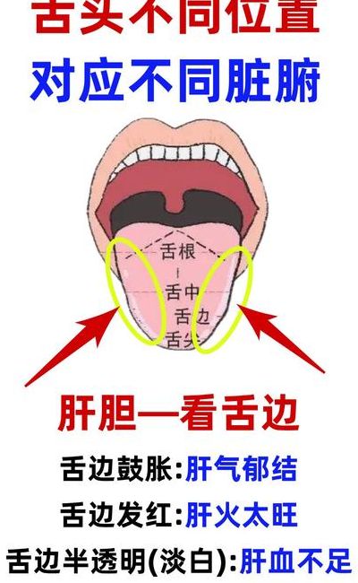 舌头两侧对照表图（舌头两侧属于哪个器官）
