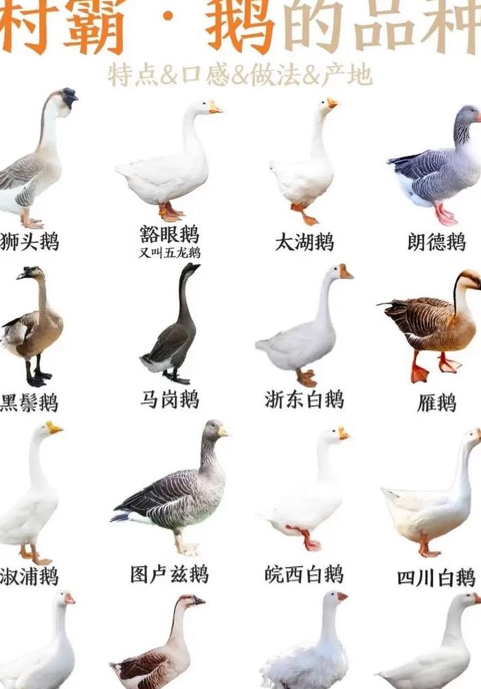 大鹅身高体重对照表图（大鹅身高多少厘米）