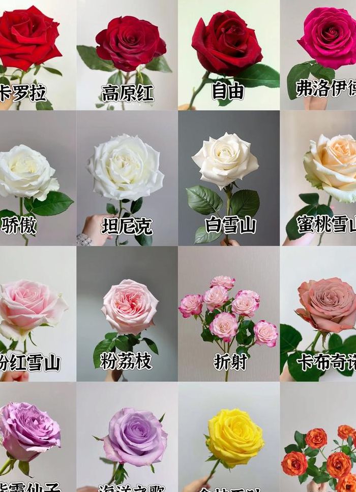 玫瑰花尺寸对照表图（玫瑰花大小对比图）