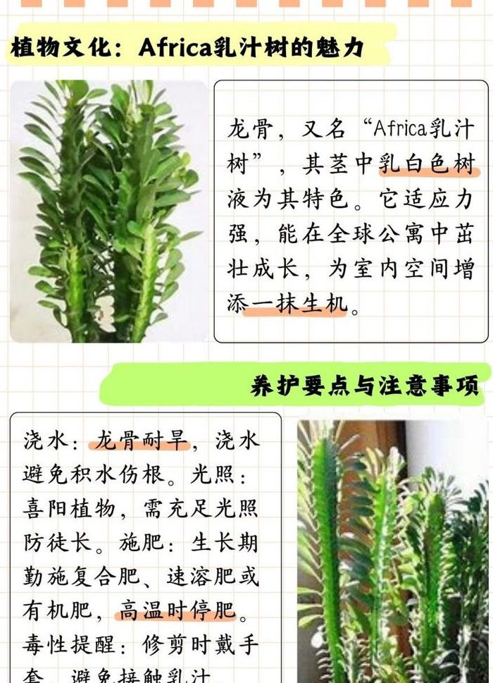 龙骨花养殖几年开花（龙骨花好养吗?）