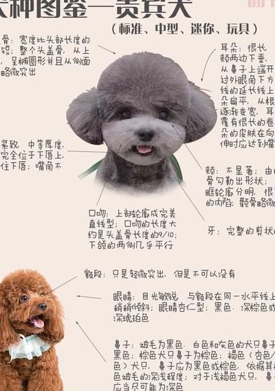 贵宾七种体型对照表图（贵宾体型对照表akc）