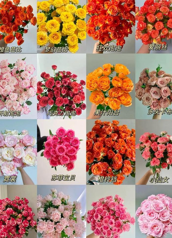 玫瑰花头大小对照表图（玫瑰花头大小分类）