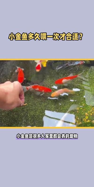 金鱼多久喂一次食（观赏金鱼多久喂一次食）
