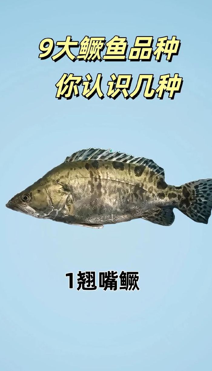 鳜鱼品种对照表大全图（鳜鱼的种类主要有哪些?鳜鱼品种图片大全）