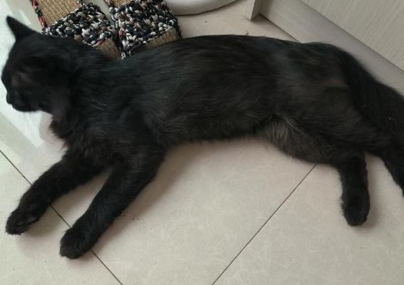 橘猫的嘴巴颜色对照表图（橘猫的嘴巴为什么有黑色的斑块）